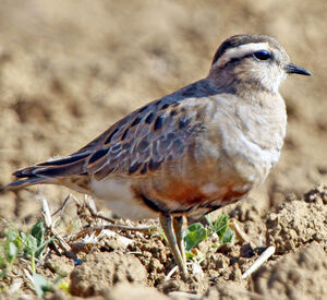 Eurasian Dotterel 
&copy; Jules Fouarge