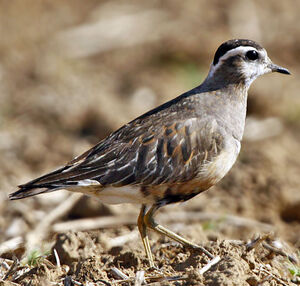 Eurasian Dotterel 
&copy; Jules Fouarge