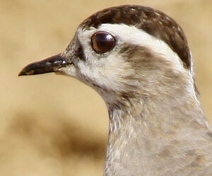 Eurasian Dotterel 
&copy; Jules Fouarge