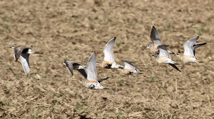 Eurasian Dotterel 
&copy; Jules Fouarge