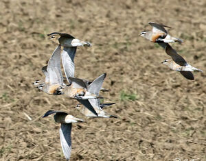 Eurasian Dotterel 
&copy; Jules Fouarge