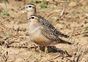 Eurasian Dotterel 
&copy; Jules Fouarge