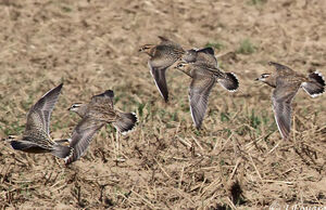 Eurasian Dotterel 
&copy; Jules Fouarge