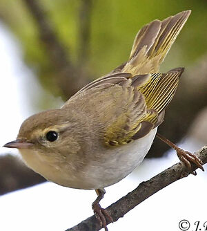 Western Bonelli's Warbler
