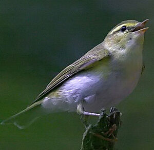 Wood Warbler