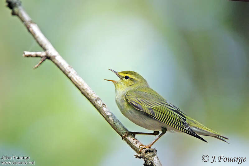 Wood Warbler male adult, identification, song, Behaviour