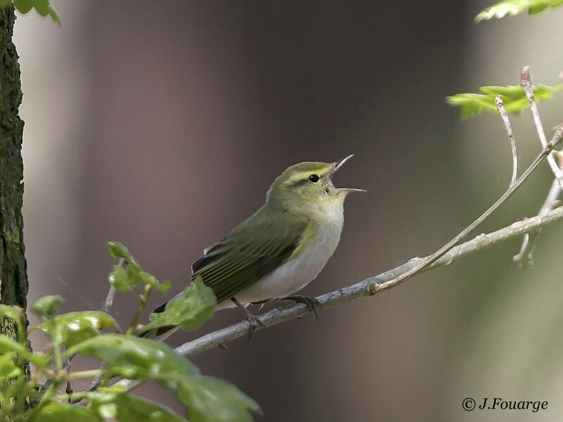 Wood Warbler male adult, song
