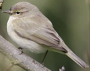 Common Chiffchaff