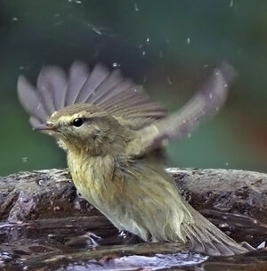 Common Chiffchaff 
&copy; Jules Fouarge
