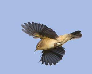 Common Chiffchaff 
&copy; Jules Fouarge