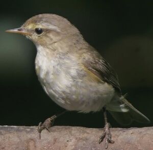 Common Chiffchaff
