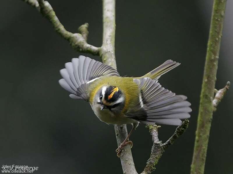 Common Firecrest male adult breeding, close-up portrait, aspect, pigmentation, courting display