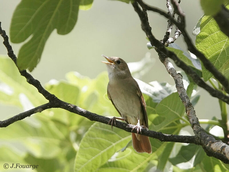 Common Nightingale male adult