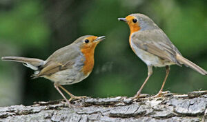 European Robin 
&copy; Jules Fouarge