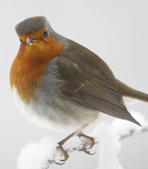 European Robin 
&copy; Jules Fouarge