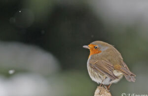 European Robin 
&copy; Jules Fouarge