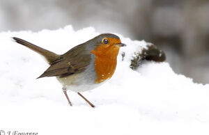 European Robin 
&copy; Jules Fouarge