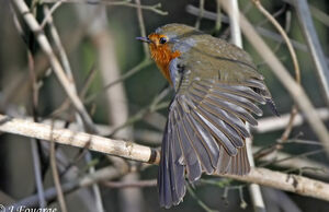 European Robin 
&copy; Jules Fouarge