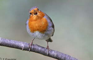 European Robin 
&copy; Jules Fouarge