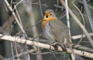 European Robin 
&copy; Jules Fouarge