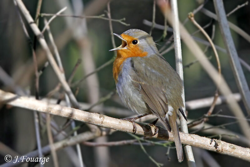 European Robin male First year, song, Behaviour