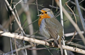 European Robin 
&copy; Jules Fouarge