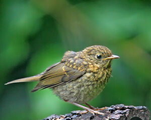 European Robin 
&copy; Jules Fouarge