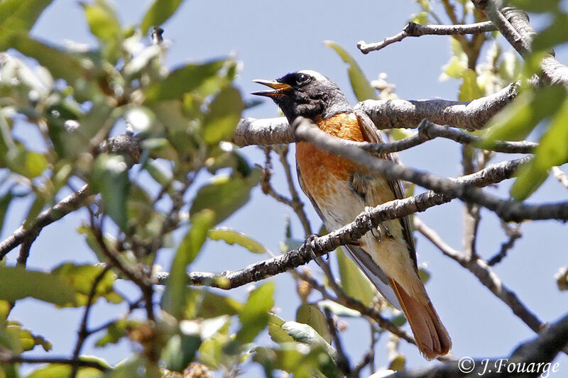 Common Redstart male adult, identification, Reproduction-nesting, song