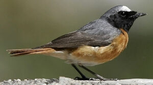 Common Redstart