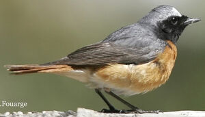 Common Redstart