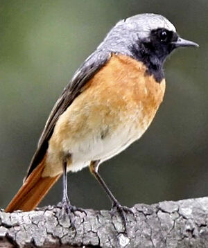 Common Redstart