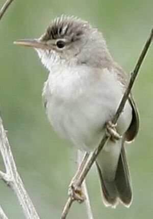 Marsh Warbler 
&copy; Jules Fouarge