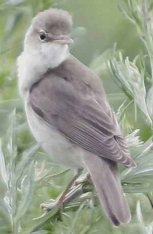 Marsh Warbler 
&copy; Jules Fouarge