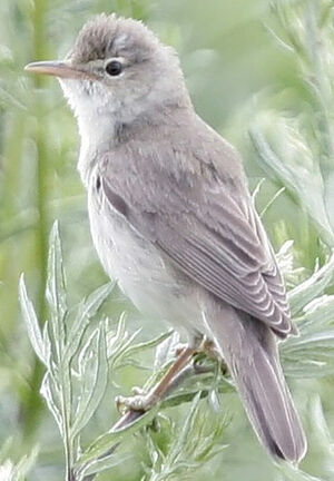 Marsh Warbler 
&copy; Jules Fouarge