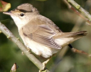 Marsh Warbler 
&copy; Jules Fouarge