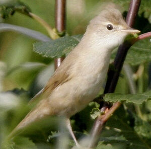 Marsh Warbler 
&copy; Jules Fouarge