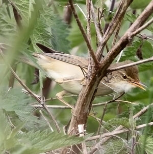 Marsh Warbler 
&copy; Jules Fouarge