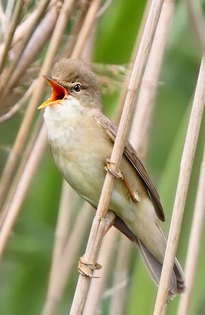 Marsh Warbler 
&copy; Jules Fouarge
