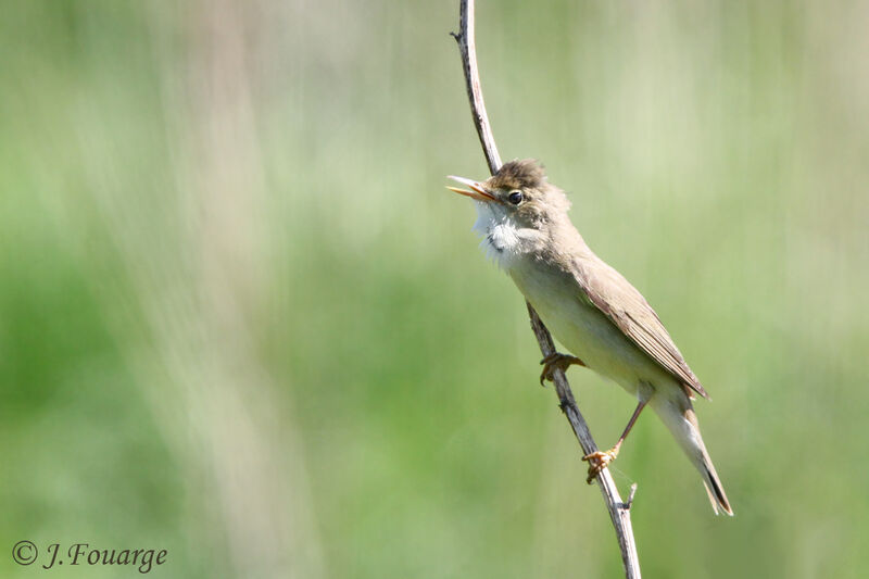 Marsh Warbler male adult, Reproduction-nesting