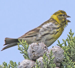 Serin cini