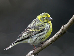 Serin cini