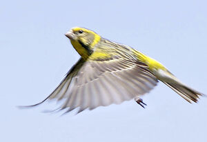 Serin cini