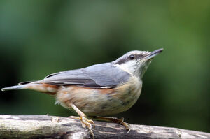 Eurasian Nuthatch