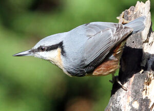 Eurasian Nuthatch