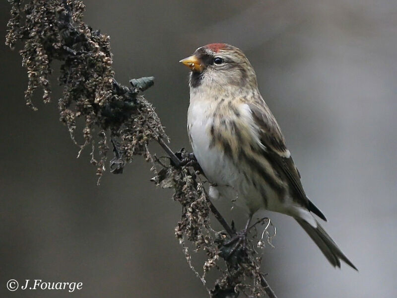 Common Redpoll female First year