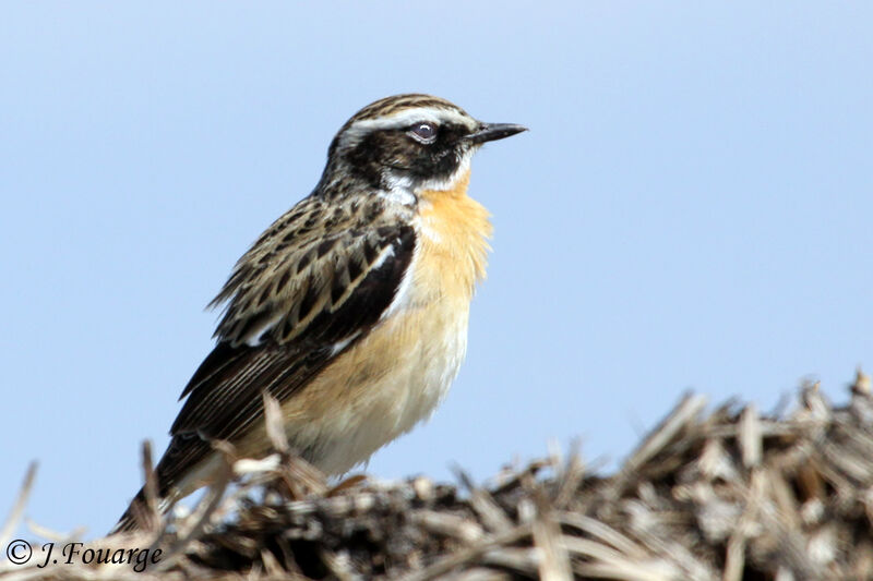 Whinchat male adult, identification