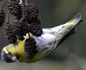 Eurasian Siskin