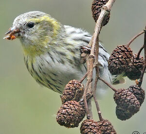 Eurasian Siskin