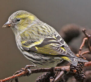 Eurasian Siskin