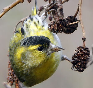 Eurasian Siskin